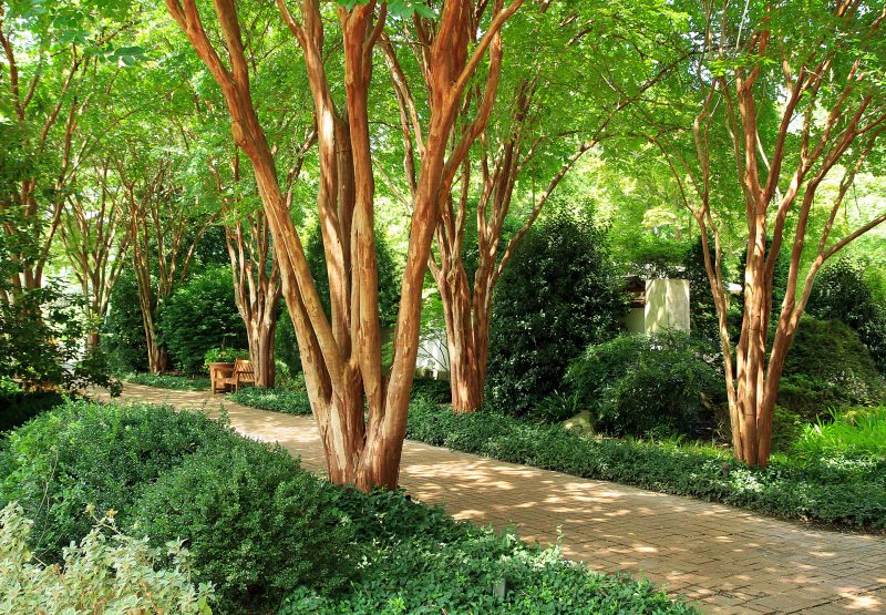 Crape Myrtle Pruning in Honolulu, HI