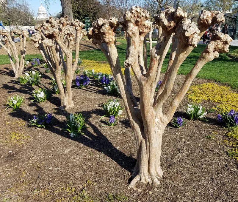 Crape Myrtle Pruning in Rockwall, TX
