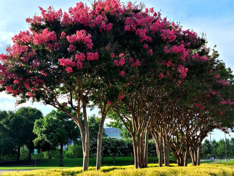 Crape Myrtle Pruning in Ventura County, CA