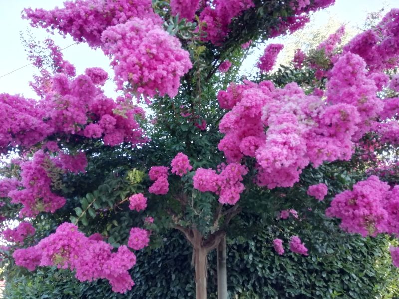 Crape Myrtle Pruning in Aiken, SC