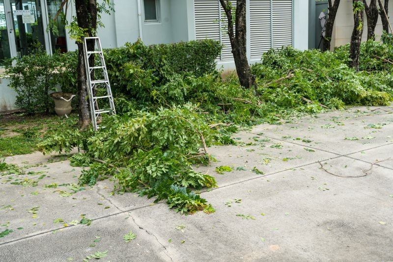 Cypress Tree Removal in Pottstown, PA