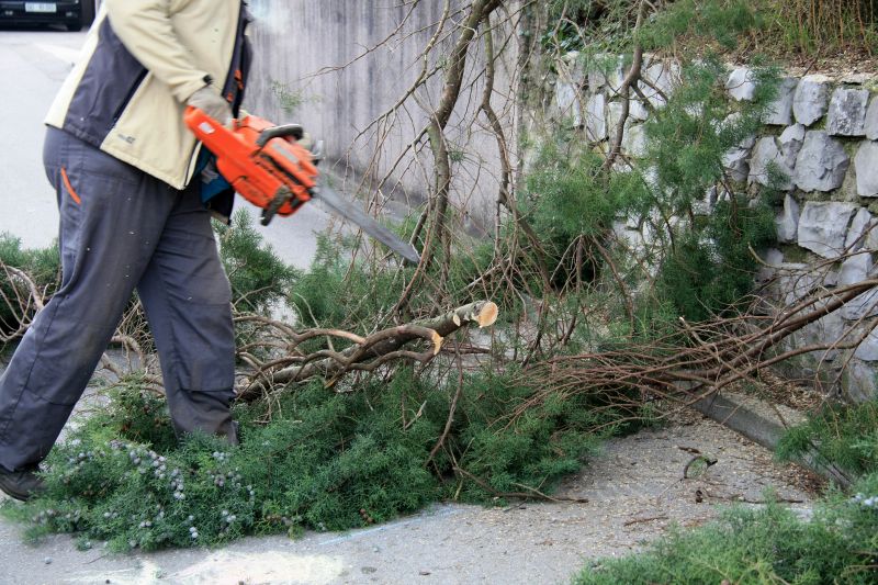 Cypress Tree Removal in Doylestown, PA