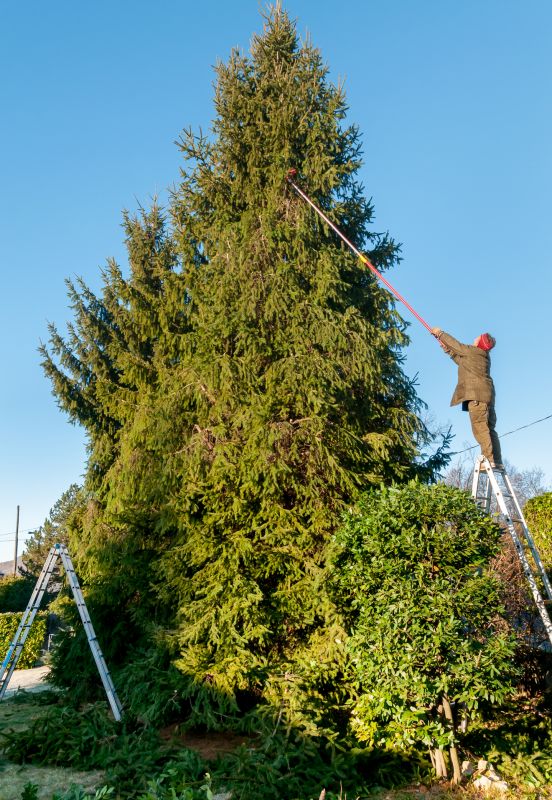 Cypress Tree Trimming in San Jose, CA