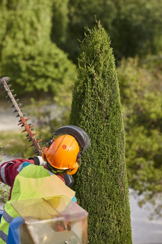 Cypress Tree Trimming in Allentown, PA
