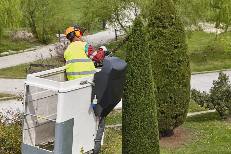 Cypress Tree Trimming in Allentown, PA