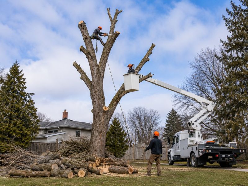 Dead Tree Removal in Bucks County, PA