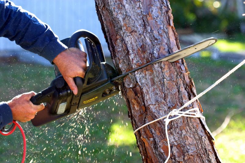 Dead Tree Removal in Pottstown, PA