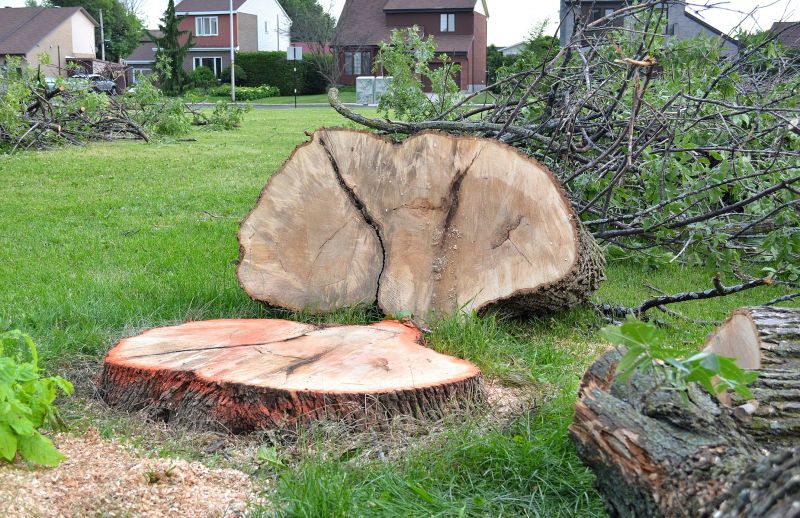 Dead Tree Removal in Aiken, SC
