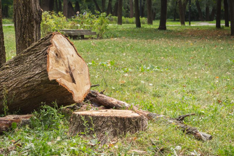Dead Tree Removal in Aiken, SC