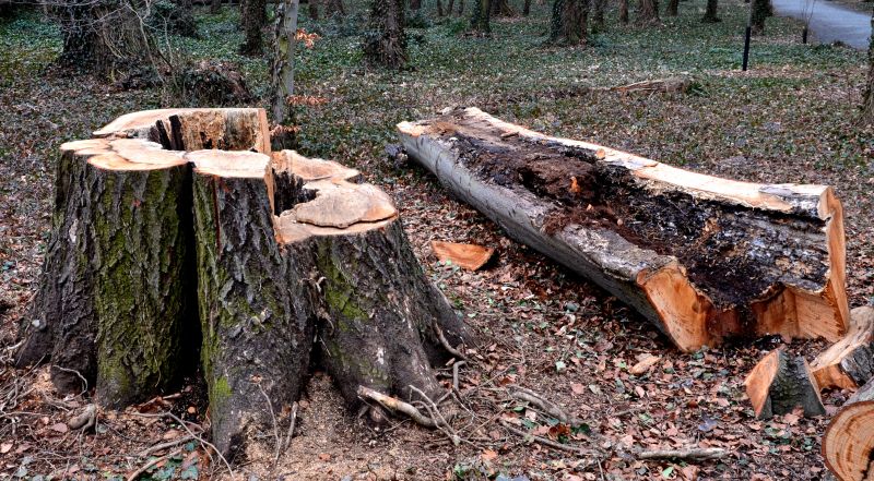 Dead Tree Removal in Doylestown, PA