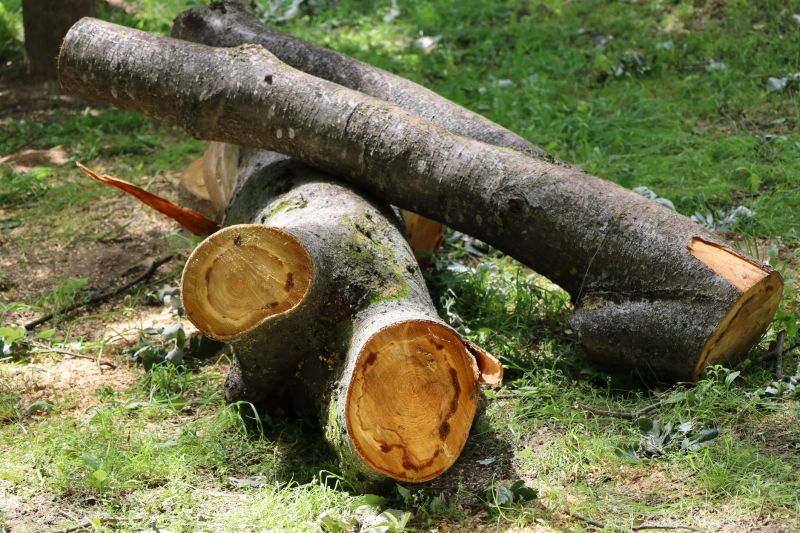 Deadwood Removal in Doylestown, PA