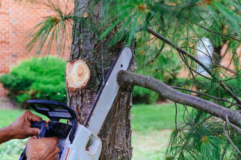 Deadwood Removal in Reno, NV