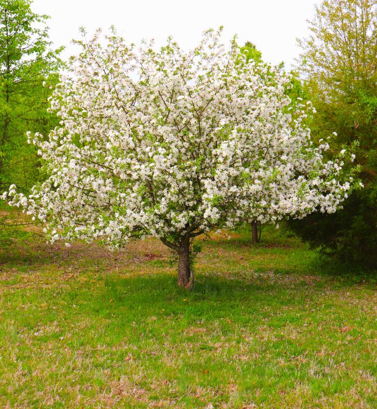 Dogwood Tree Removal in Doylestown, PA