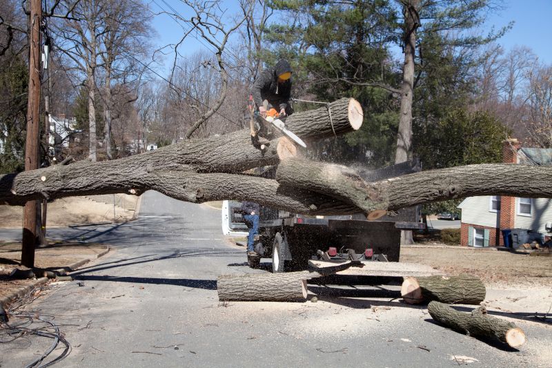 Emergency Tree Removal in Bucks County, PA
