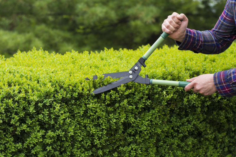 Evergreen Hedge Trimming in Aiken, SC