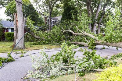 Fallen Tree on Roadway