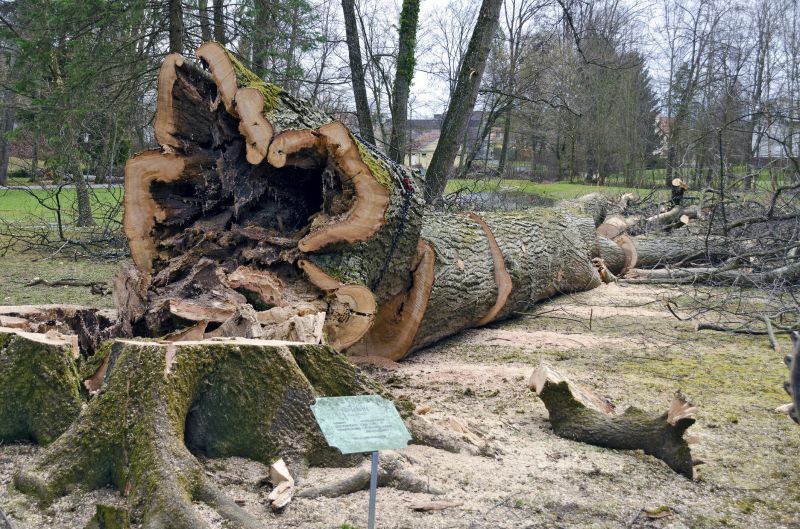 Fallen Tree Removal in Allentown, PA