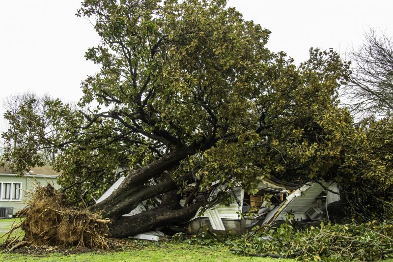 Fallen Tree Removal in Pottstown, PA