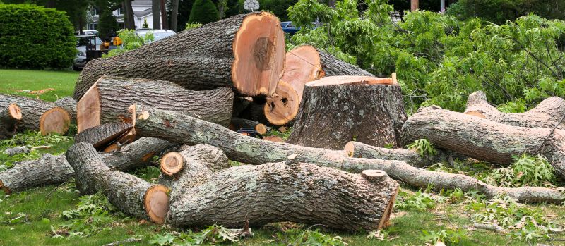 Fallen Tree Removal in Reno, NV