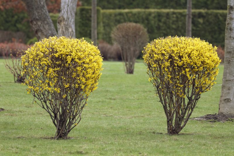 Forsythia Pruning in Ventura County, CA