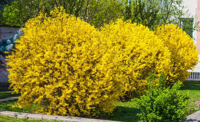 Forsythia Pruning in Aiken, SC