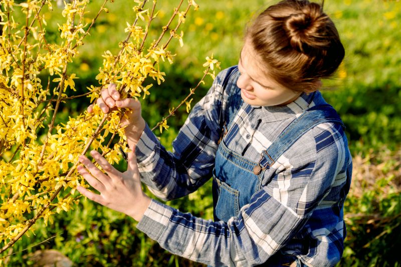 Forsythia Pruning in Honolulu, HI