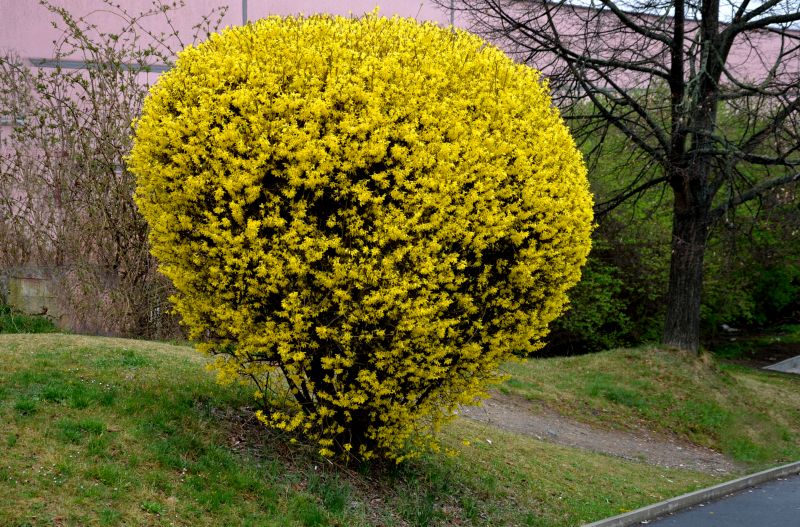 Forsythia Pruning in Honolulu, HI