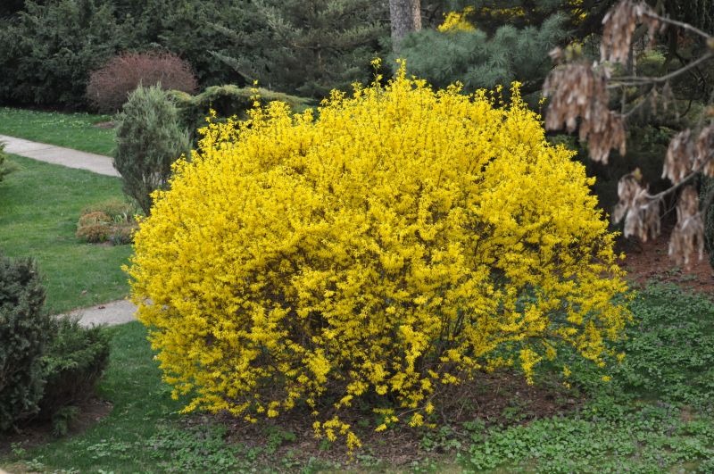 Forsythia Pruning in Rockwall, TX