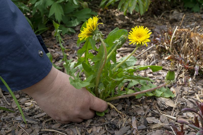 Garden Deweeding in Aiken, SC