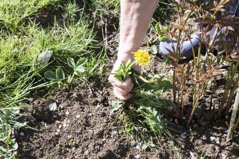 Garden Deweeding in Ventura County, CA