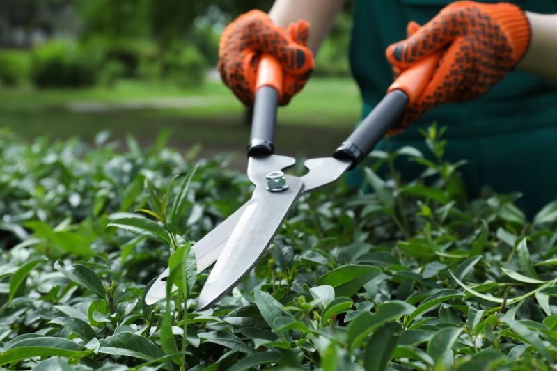 Hedge Pruning in Aiken, SC