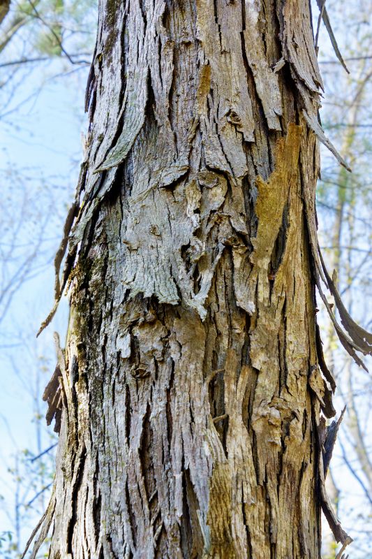 Hickory Tree Removal in Reno, NV
