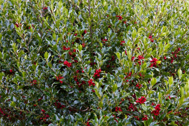Holly Bushes Trimming in Honolulu, HI