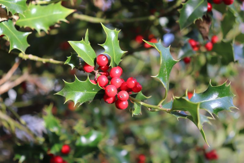 Holly Bushes Trimming in Honolulu, HI
