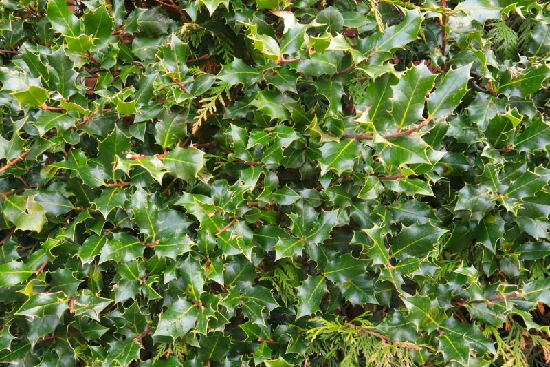 Holly Bushes Trimming in Ventura County, CA