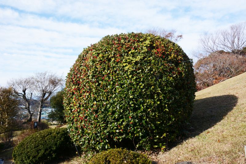 Holly Bushes Trimming in Aiken, SC