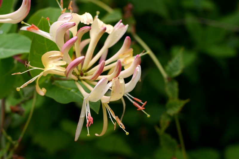 Honeysuckle Trimming in Rockwall, TX