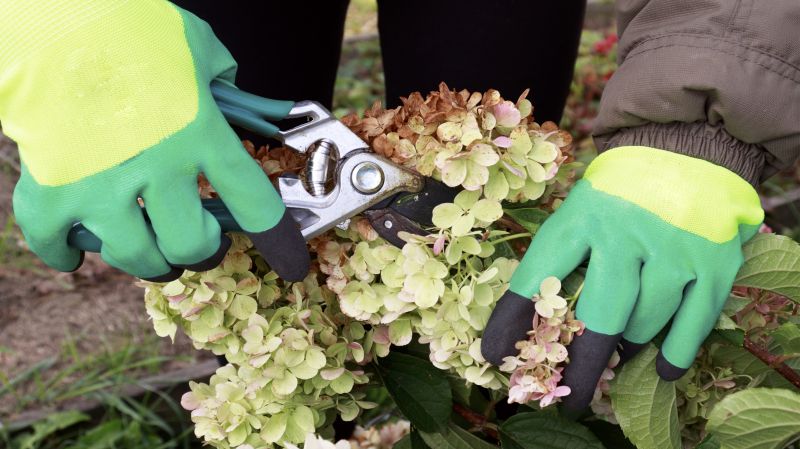 Hydrangea Pruning in Honolulu, HI