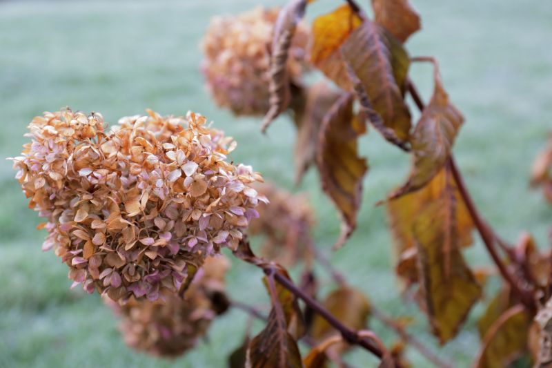 Hydrangea Pruning in Ventura County, CA
