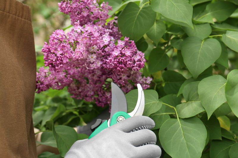 Hydrangea Pruning in Aiken, SC
