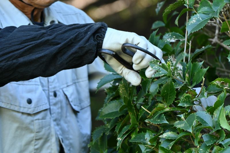Hydrangea Pruning in Aiken, SC