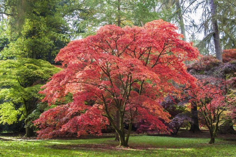 Japanese Maple Pruning in San Jose, CA