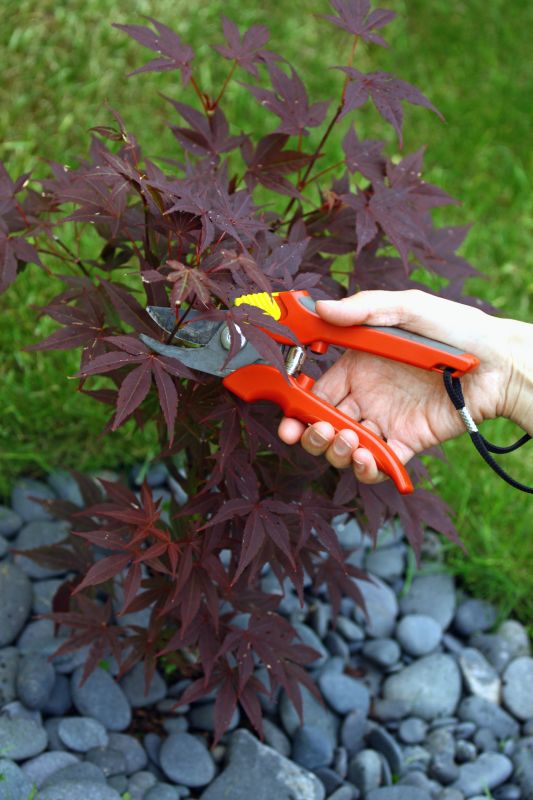 Japanese Maple Pruning in Pottstown, PA