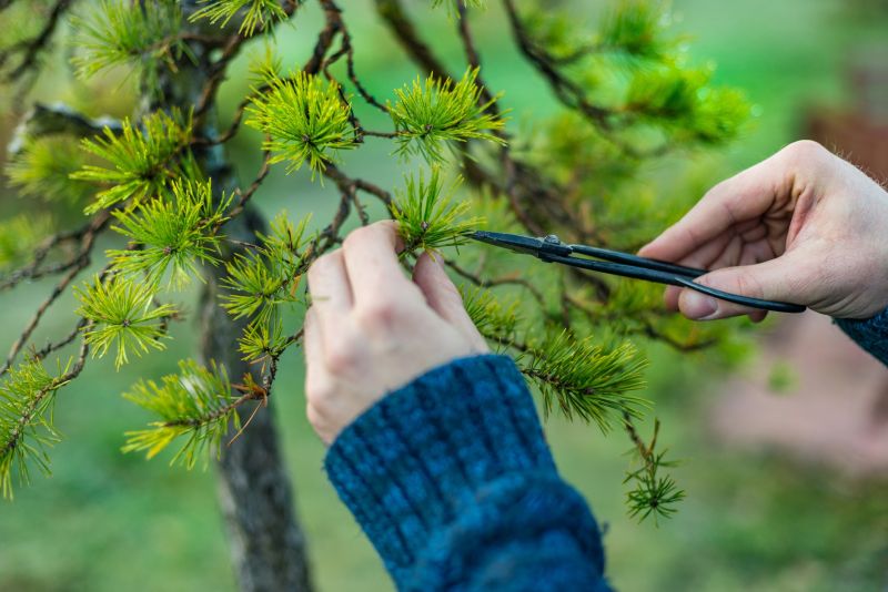Japanese Maple Pruning in Reno, NV