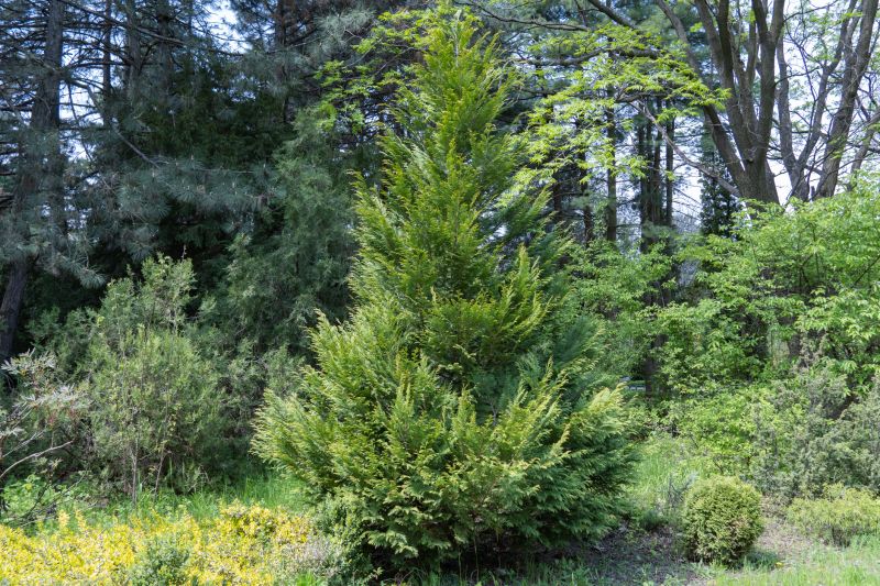 Juniper Pruning in Aiken, SC