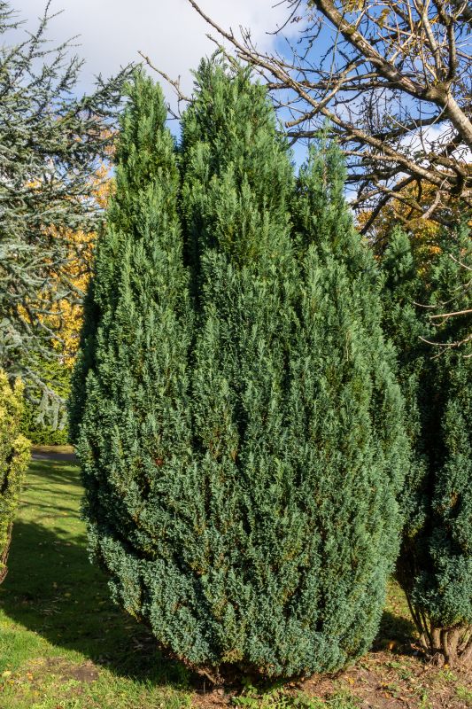 Juniper Pruning in Ventura County, CA
