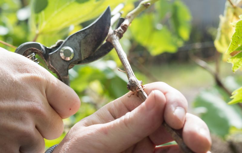 Juniper Pruning in Rockwall, TX