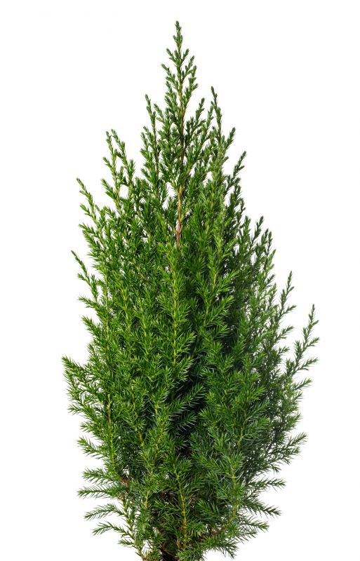 Juniper Trimming in Aiken, SC