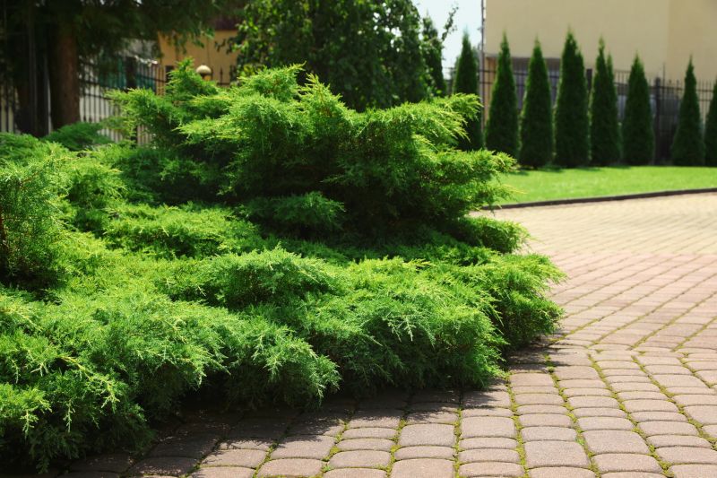 Juniper Trimming in Aiken, SC