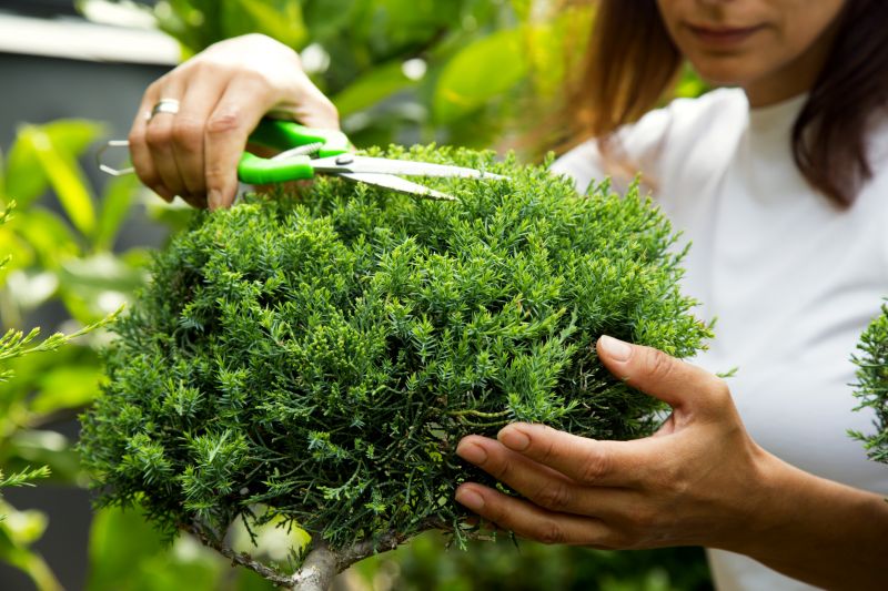Juniper Trimming in Rockwall, TX